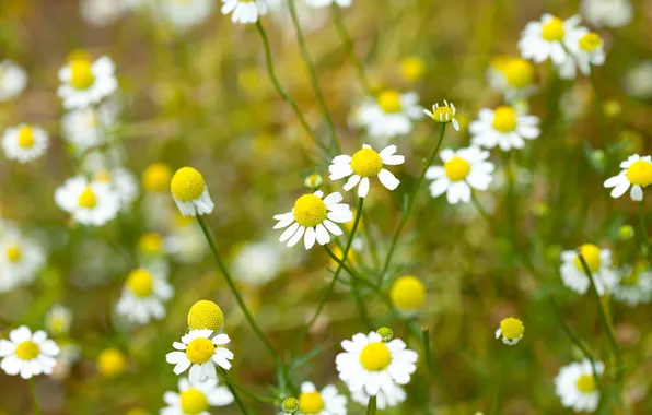 Field, white, flowers, yellow, background, widescreen, Wallpaper, chamomile