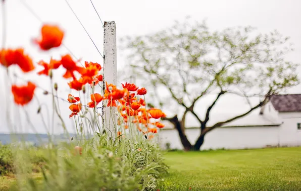 Nature, the fence, Maki