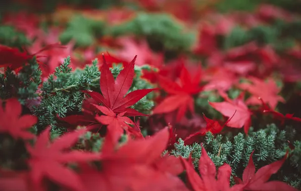 Picture autumn, grass, leaves, macro