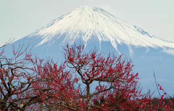 The sky, trees, mountain, the volcano, Japan, panorama, Fuji