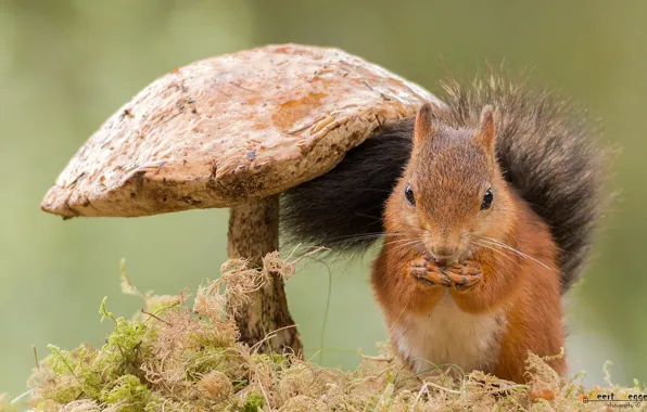 Mushroom, moss, protein, red, boletus