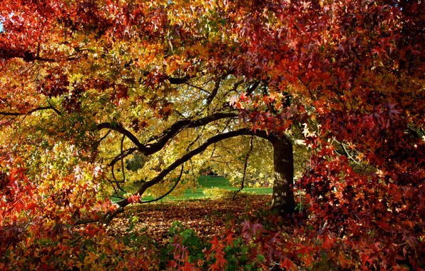 Autumn, leaves, Park, tree, foliage