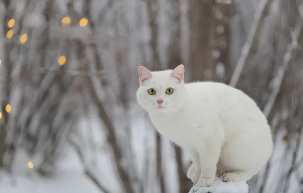 Winter, cat, look, white, Yevgeny Levin