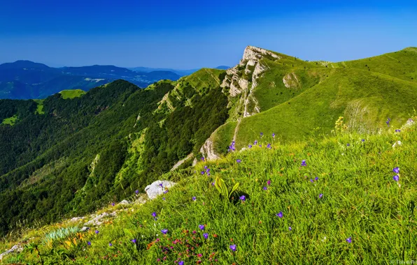 Wallpaper flowers, mountains, blue, greens, meadow, summer, the sky, grass