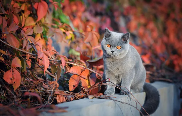 Autumn, cat, cat, look, leaves, light, branches, nature
