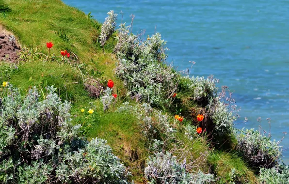 Sea, grass, flowers, shore, tulips