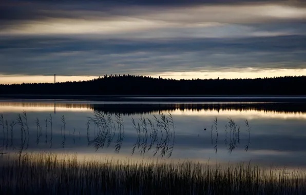 Forest, water, nature, lake, Clouds