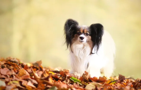 Picture autumn, look, leaves, yellow, pose, background, foliage, dog