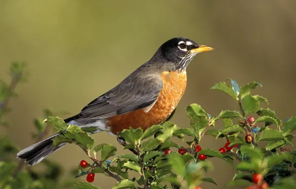 Picture bird, Sparrow, bird, on the branch, Dada Bob