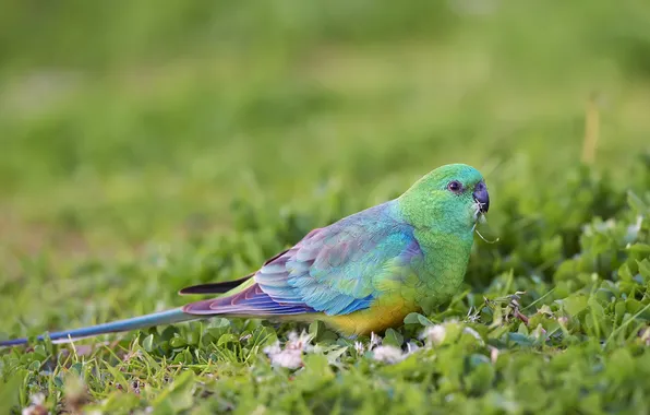 Grass, green, bird, glade, parrot, green background, feathers, azure grass parrot