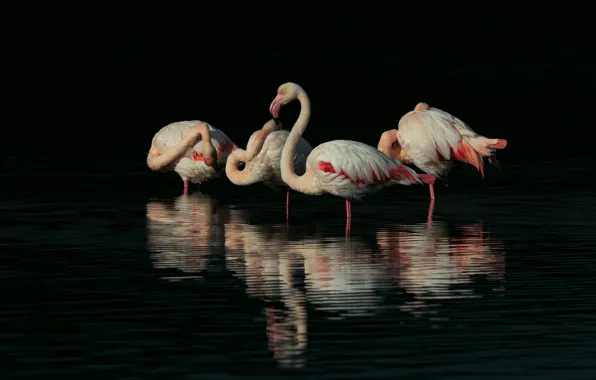 Water, birds, darkness, reflection, pack, ruffle, black background, Flamingo