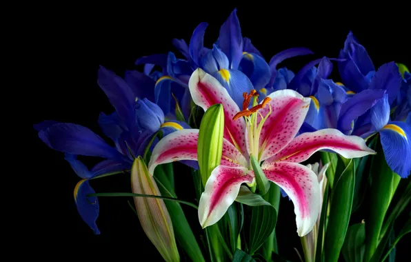 Flowers, pink, bright, Lily, Lily, bouquet, black background, buds
