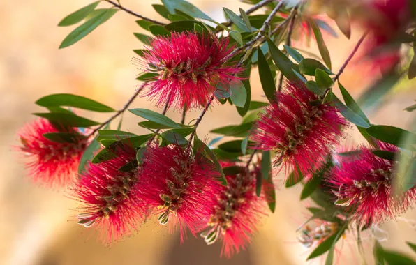 Picture leaves, flowers, branches, red, flowering, bokeh, Callistemon, Exotic