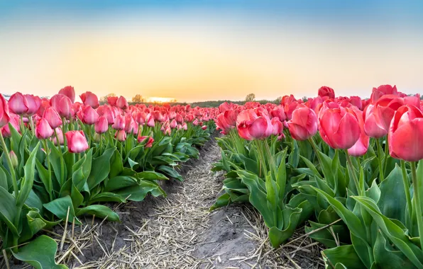 The sky, flowers, spring, morning, tulips, straw, pink, path