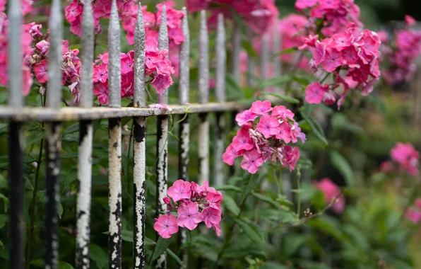 Picture flowers, nature, the fence