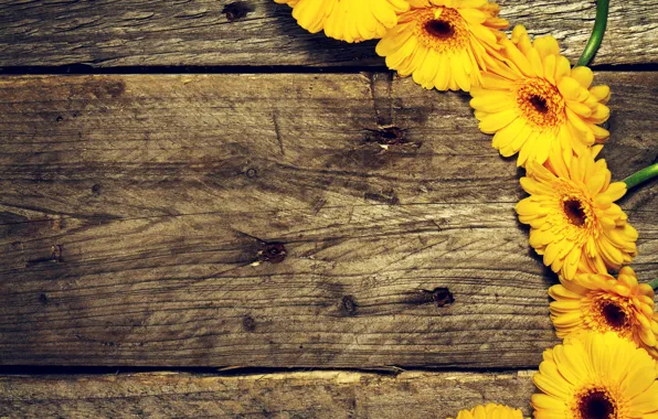Flowers, yellow, Board, gerbera