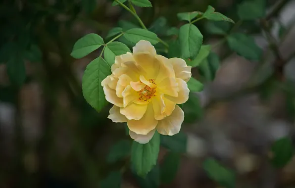 Macro, petals, briar, bokeh, yellow rose
