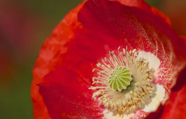 Picture flower, macro, red, Mac