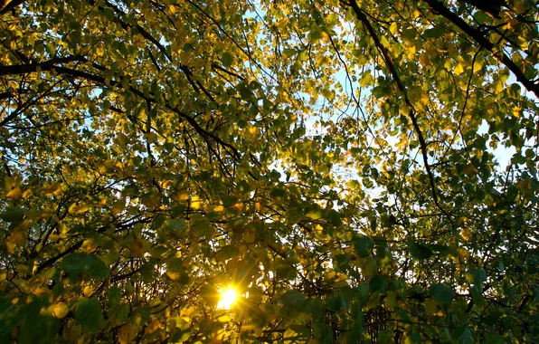 Autumn, leaves, the sun, rays, branches, nature, branch, foliage