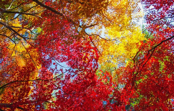 Autumn, the sky, leaves, trees, the crimson