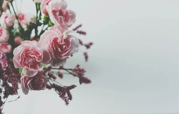 Flowers, roses, petals, pink