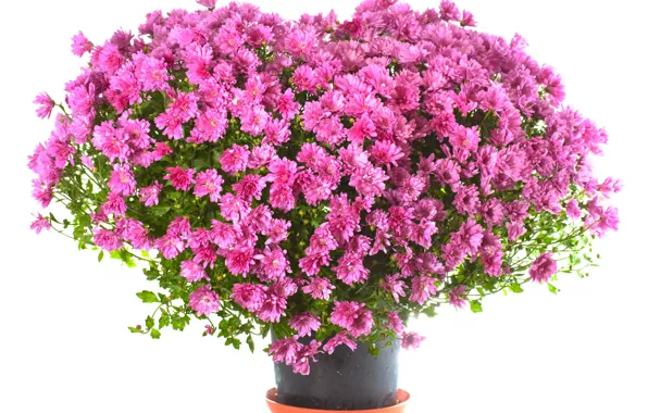 Bouquet, white background, chrysanthemum, pots