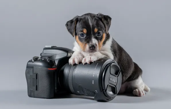 Picture background, baby, the camera, Nikon, puppy, doggie, Danish-Swedish farmdog