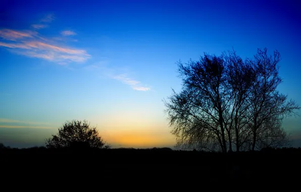 Picture tree, Cirrus clouds, Bush, the end of the day