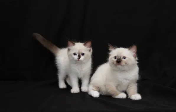Cat, look, pose, kitty, kittens, a couple, two kittens, faces