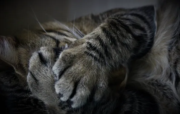 Picture cat, stay, paws