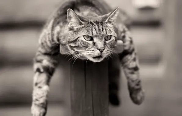 Cat, relax, black and white, monochrome, chill