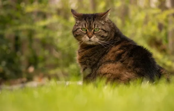Cat, summer, grass, cat, face, pose, green, grey