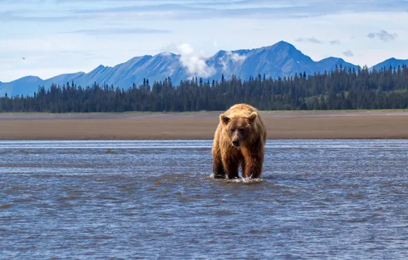 Picture forest, trees, landscape, mountains, nature, river, bear, Alaska