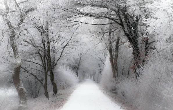 Winter, frost, road, forest, snow