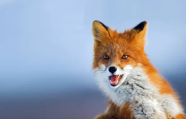 Fox, photo, background, red, looks