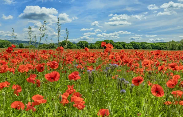 Greens, field, forest, summer, the sky, clouds, flowers, blue