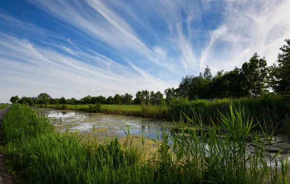 Road, greens, the sky, grass, clouds, trees, the reeds, swamp