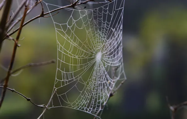 Macro, Rosa, web, morning