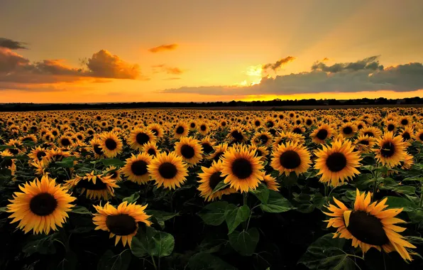 Picture field, summer, clouds, sunflowers, sunset, flowers, nature, the evening
