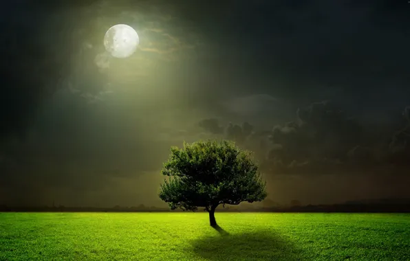 Field, tree, The moon