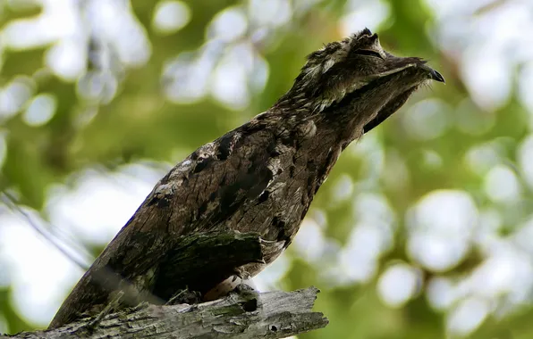 Picture branches, bird, eggs, bokeh, a rare bird, Povarova Ree Svetlana, Nyctibius griseus, an unusual view