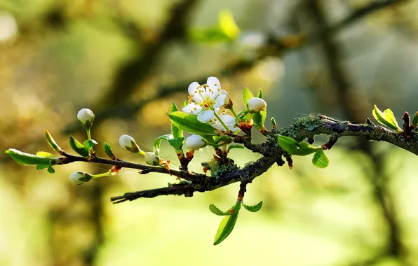 Macro, nature, spring, branch, flowers