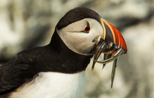Background, bird, portrait, fish, stalled, mining, Atlantic puffin, meal