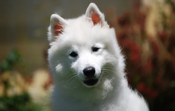 White, look, nature, background, portrait, dog, cute, puppy