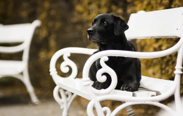 Autumn, bench, dog