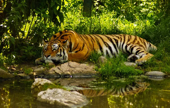 Picture water, tiger, pond, peace