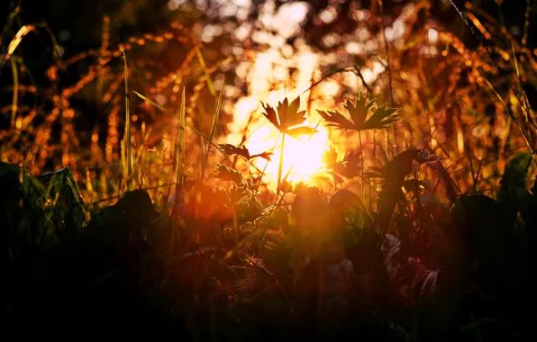 Picture grass, sunset, nature, sun glare