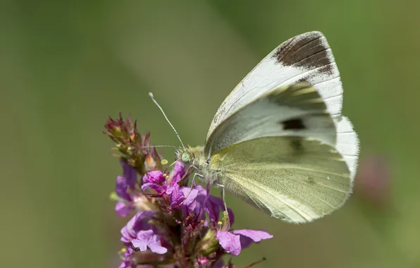 Flower, butterfly, butterfly