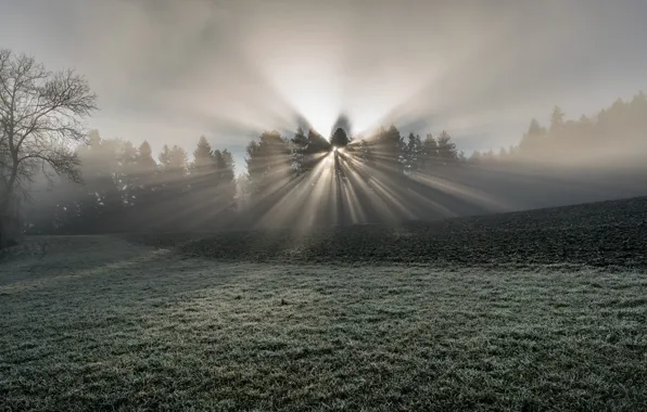 Picture light, fog, morning