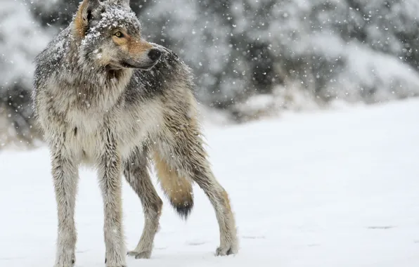 Snow, grey, wolf, predator, looks
